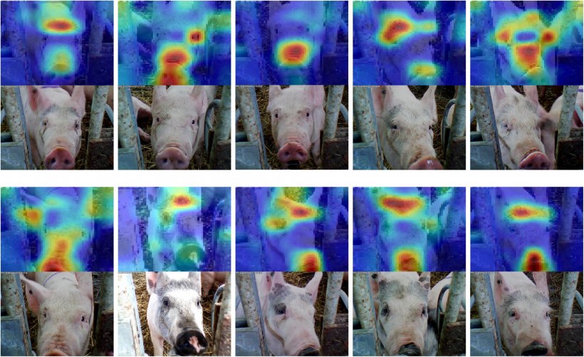 Figure 6: Reconnaissance faciale appliqu&eacute;e au&nbsp;porc. Source: Hansen et al. 2018
